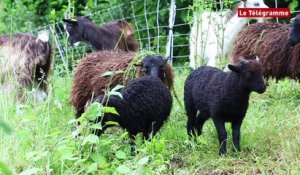 ​Saint-Brieuc. Moutons et chèvres broutent dans le jardin du Département