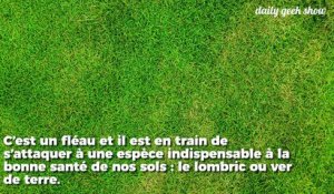 Ce ver géant venu d'Asie est en train de massacrer nos vers de terre