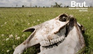 Pays-Bas : 3000 animaux morts dans une réserve naturelle