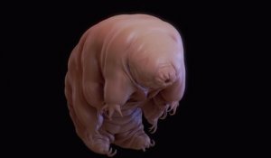 Le tardigrade est l'animal le plus indestructible au monde
