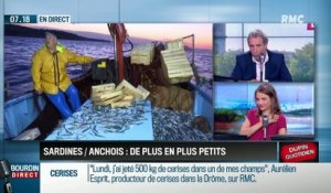 Dupin Quotidien : Les sardines et les anchois dans le golfe de Gascogne de plus en plus petits - 14/06