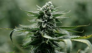 Canada : la légalisation du cannabis adoptée