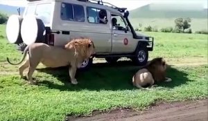 Une touriste a la mauvaise idée de toucher un lion depuis sa Jeep pendant un safari