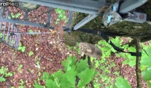 Un lynx curieux vient faire un coucou à des chasseurs dans un arbre