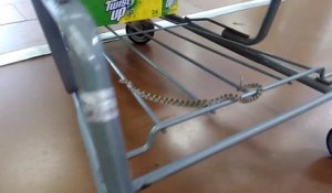 Ils trouvent un petit serpent accroché à leur caddie au supermarché