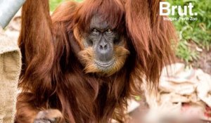 Mort du plus vieil orang-outan de Sumatra