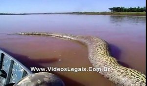 Des biologistes brésiliens ont filmé le plus gros anaconda du monde