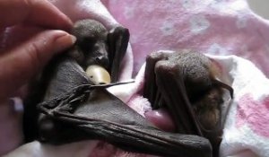 Des bébés chauve-souris en manque de calins... Adorable