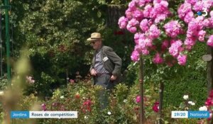 Fleurs : compétition de roses à Bagatelle