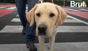 Formation de chiens guides d'aveugles