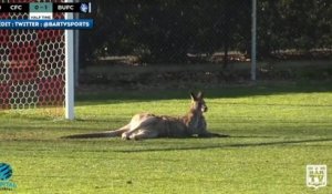 Quand un kangourou interrompt un match en Australie