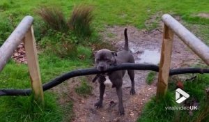 Ce chien s'énerve essayant de passer un bâton en travers...