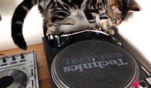 Chat ou DJ ? Ce matou mixe direct sur la platine Vinyle !