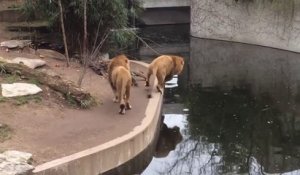 Un lion maladroit tombe à l'eau