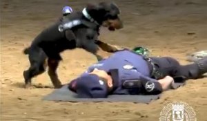 Ce chien policier est-il vraiment en train de faire un massage cardiaque ?