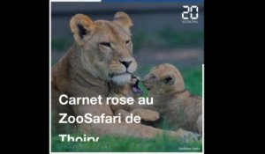 Carnet rose au ZooSafari de Thoiry