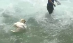 Sauvetage d'un bébé cygne coincé dans une chute d'eau à Annecy