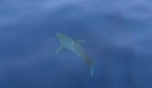 Des plaisanciers filment un grand requin blanc en Méditerranée, près des  côtes de Camargue 