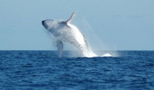 Une baleine fait d'incroyables sauts dans la baie de Tokyo