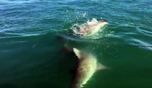 Un requin énorme vient dévorer la queue d'un autre requin