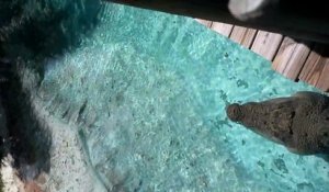 Un crocodile géant saute hors de l'eau et c'est impressionnant