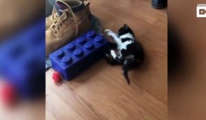 Malade, ce bébé chat se débrouille pour marcher comme il peut sur ses pattes !