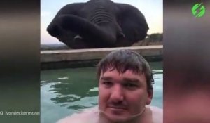 Quand un éléphant vient boire dans la piscine où tu te baignes