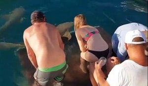 Elle tente de nourrir un requin et se fait mordre !