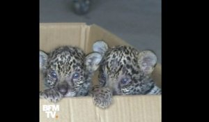 Des jumeaux jaguars sont nés dans un parc animalier en Chine