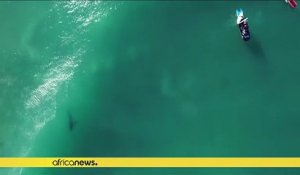 Un grand requin blanc s'invite à une compétition de surf en Afrique du Sud [No Comment]