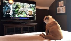 Ce Bulldog réagit devant le film King Kong pour aider naomi watts !