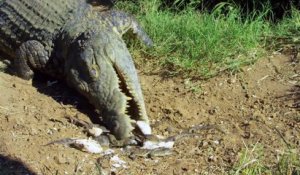Cette maman crocodile met ses petits dans la bouche pour les transporter à la rivière