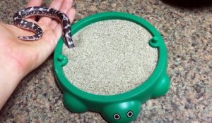 Ce petit serpent joue dans son bac à sable et c'est trop mignon