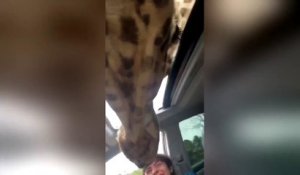 Des girafes viennent manger dans une voiture