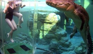 Cet aquarium vous permet de nager avec un crocodile énorme