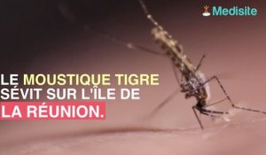 Le moustique tigre sévit sur l'île de la Réunion !