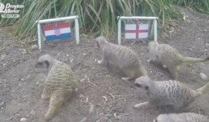 Coupe du Monde 2018 - Ces suricates prédisent le vainqueur de Croatie vs. Angleterre