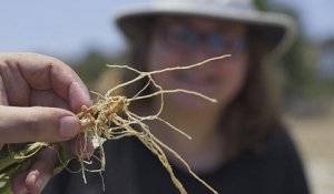 Une plus grande diversité dans les champs et dans l'assiette