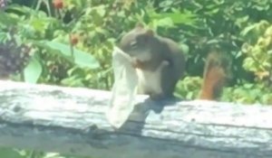 Un écureuil mange le contenu d'un préservatif