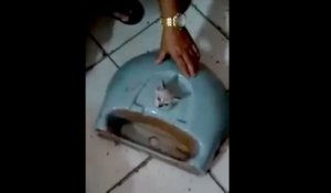 Un chaton avec la tête coincée dans un lavabo