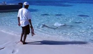 Il vient nourrir des dizaines de petits requins en bord de plage