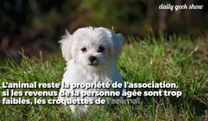 À Cambrai, les chiens abandonnés prêtés aux personnes âgées