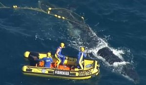 Australie : une baleine libérée par des sauveteurs