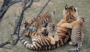 Une maman tigre et ses 4 petits tigrons : adorable