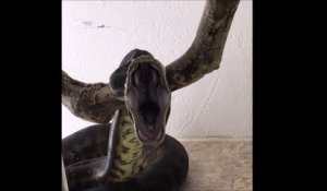 Avez-vous déjà vu un python qui baille...