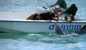 Ce dauphin vient faire des bisous à un chien... Adorable
