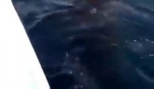 Il s'amuse à marcher sur le dos d'un requin-baleine