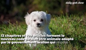 En Wallonie, les gens devront avoir un permis pour avoir un animal