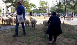 Des moutons au pied des tours de Seine-Saint-Denis