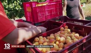 Série de l'été : l'abricot, l'or du Roussillon